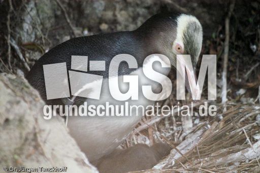 Gelbaugenpinguin (10 von 23).jpg
